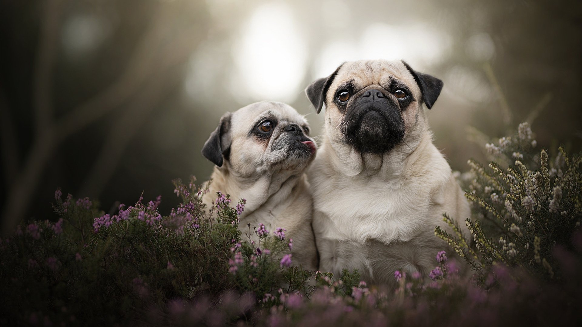 历史回眸：欧冠对决中的经典精彩瞬间，欧冠经典比赛视频回放