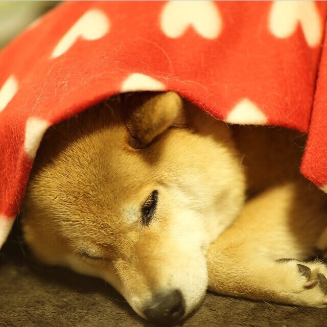 历史回眸：欧冠对决中的经典精彩瞬间，欧冠经典比赛视频回放