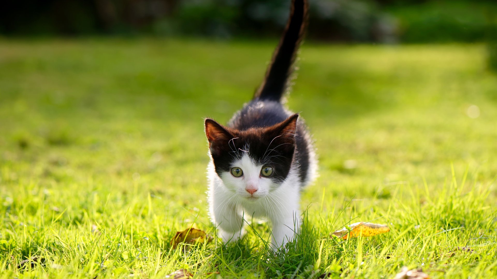 和平精英全国极限挑战赛燃爆全场，战术应变获胜关键，和平精英极限特训宣传片