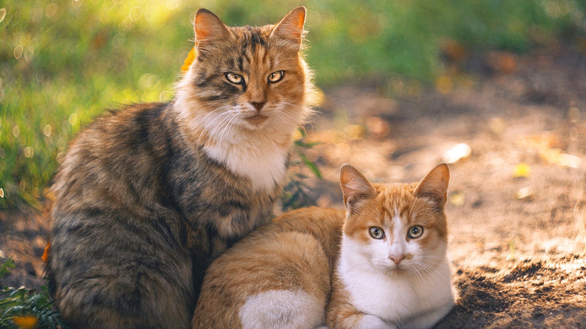 Kering-《CS_GO》赛事观众收入水平：高端玩家的消费能力与偏好，csgo比赛观看人数多少